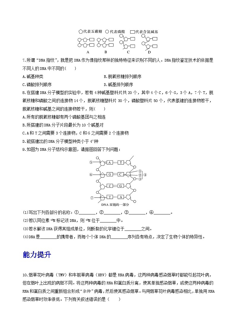 人教版高中生物必修二3.2《 DNA的结构》（分层作业）（原卷版）第2页