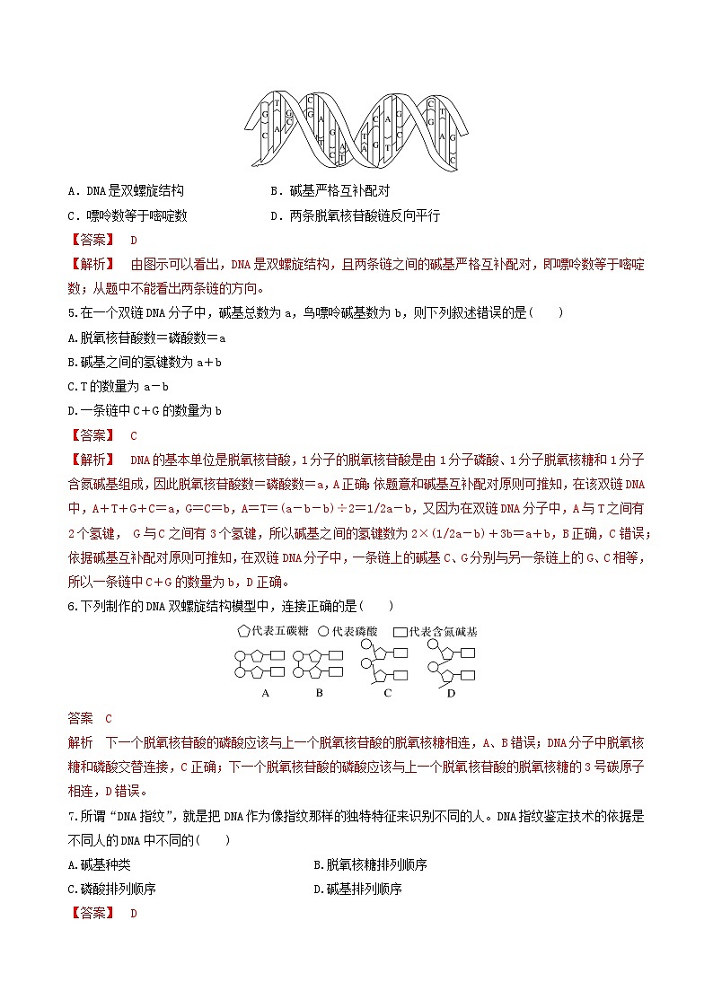 人教版高中生物必修二3.2《 DNA的结构》（分层作业）（解析版）第2页