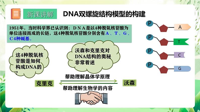 人教版高中生物必修二3.2《 DNA的结构》（教学课件）第4页