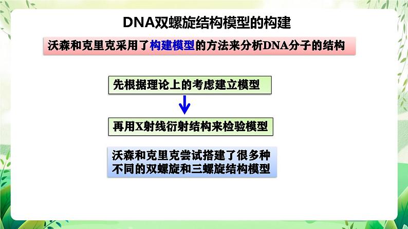 人教版高中生物必修二3.2《 DNA的结构》（教学课件）第6页