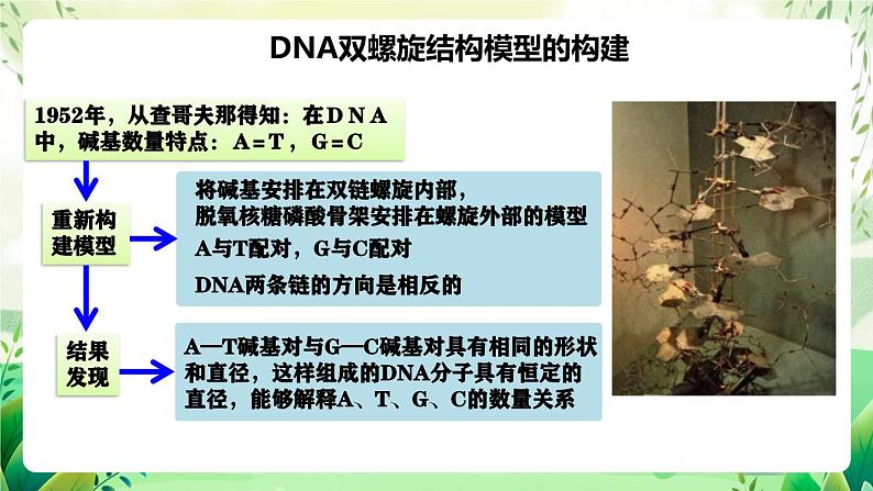 人教版高中生物必修二3.2《 DNA的结构》（教学课件）第7页