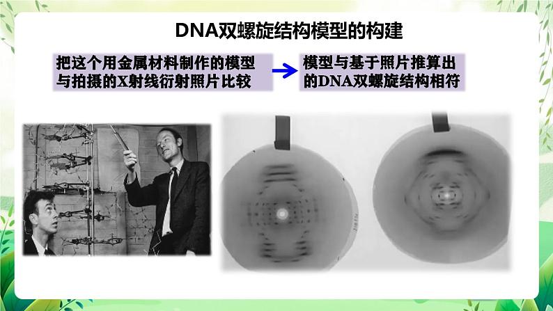 人教版高中生物必修二3.2《 DNA的结构》（教学课件）第8页