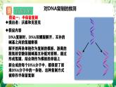 人教版高中生物必修二3.3《DNA的复制》课件+教案+分层练习+导学案