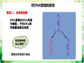 人教版高中生物必修二3.3《DNA的复制》课件+教案+分层练习+导学案