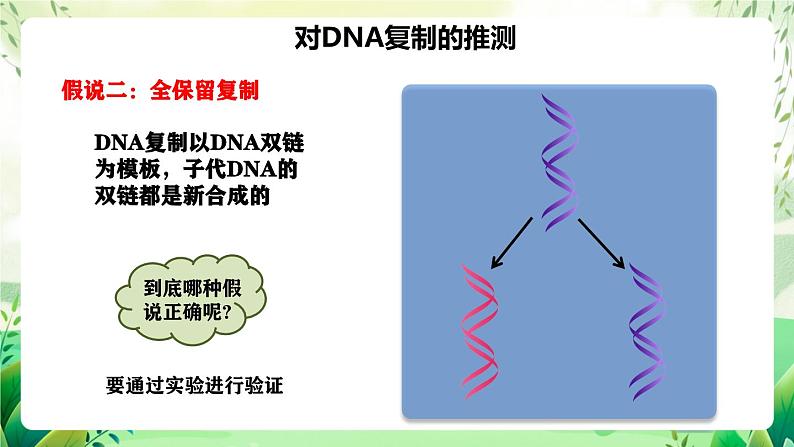 人教版高中生物必修二3.3《DNA的复制》（教学课件）第5页