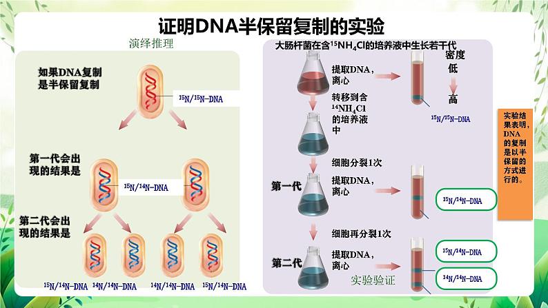 人教版高中生物必修二3.3《DNA的复制》（教学课件）第8页