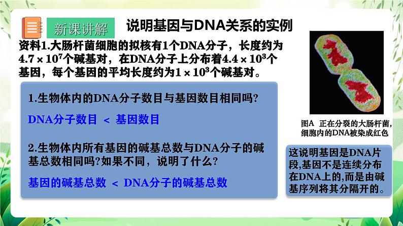 人教版高中生物必修二3.4《基因通常是有遗传效应的DNA片段》（教学课件）第4页