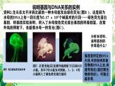 人教版高中生物必修二3.4《基因通常是有遗传效应的DNA片段》课件+教案+分层练习+导学案