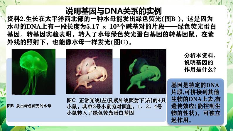 人教版高中生物必修二3.4《基因通常是有遗传效应的DNA片段》（教学课件）第5页