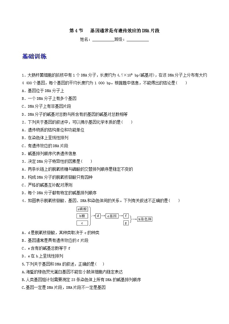 人教版高中生物必修二3.4《基因通常是有遗传效应的DNA片段》（分层作业）（原卷版）第1页