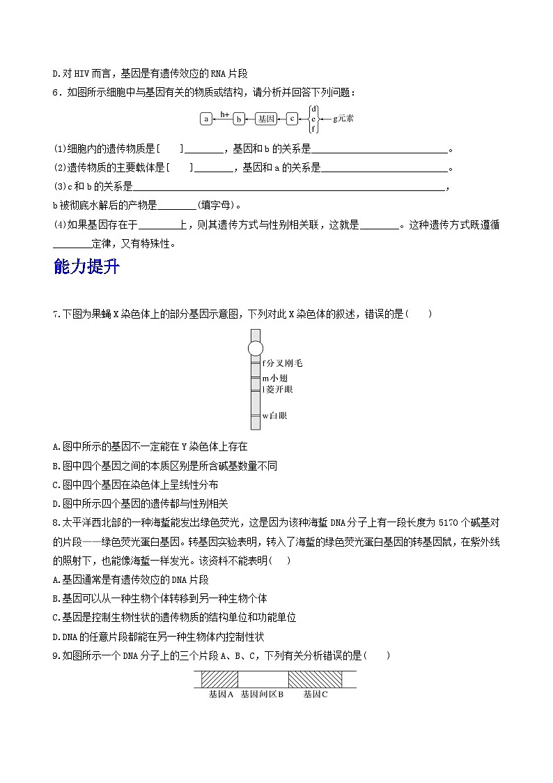 人教版高中生物必修二3.4《基因通常是有遗传效应的DNA片段》（分层作业）（原卷版）第2页