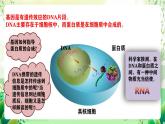 人教版高中生物必修二4.1《基因指导蛋白质的合成》（第1课时）课件+教案+分层练习+导学案