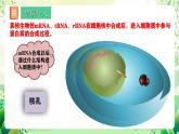 人教版高中生物必修二4.1《基因指导蛋白质的合成》（第2课时）课件+教案+分层练习+导学案