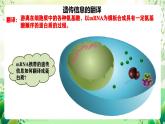 人教版高中生物必修二4.1《基因指导蛋白质的合成》（第2课时）课件+教案+分层练习+导学案