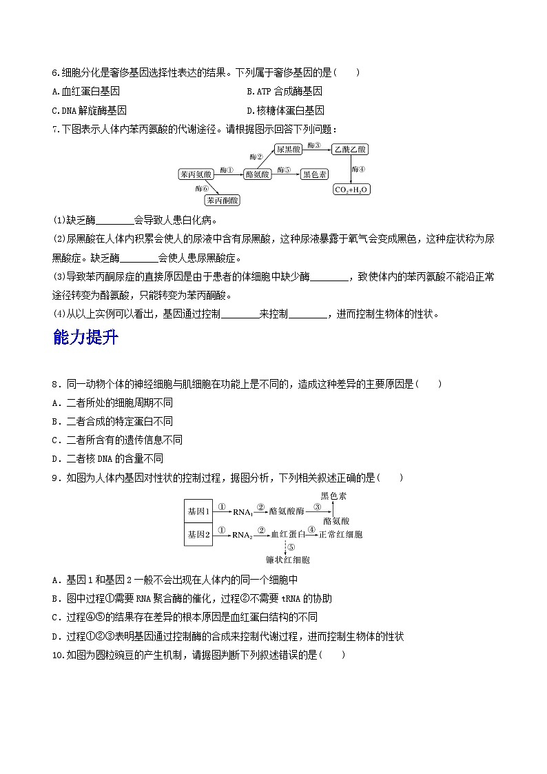 人教版高中生物必修二4.2《基因表达与性状的关系》（第1课时）（分层作业）（原卷版)第2页