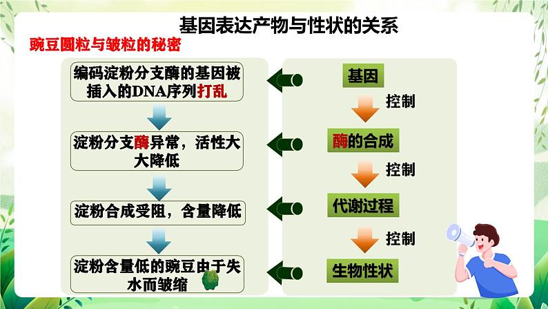 人教版高中生物必修二4.2《基因表达与性状的关系》（第1课时）（教学课件）第5页