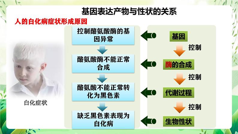 人教版高中生物必修二4.2《基因表达与性状的关系》（第1课时）（教学课件）第6页