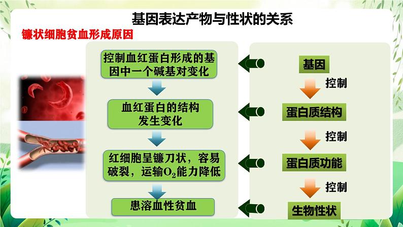 人教版高中生物必修二4.2《基因表达与性状的关系》（第1课时）（教学课件）第8页