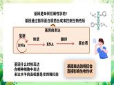 人教版高中生物必修二4.2《基因表达与性状的关系》（第2课时）课件+教案+分层练习+导学案