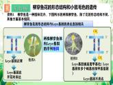 人教版高中生物必修二4.2《基因表达与性状的关系》（第2课时）课件+教案+分层练习+导学案
