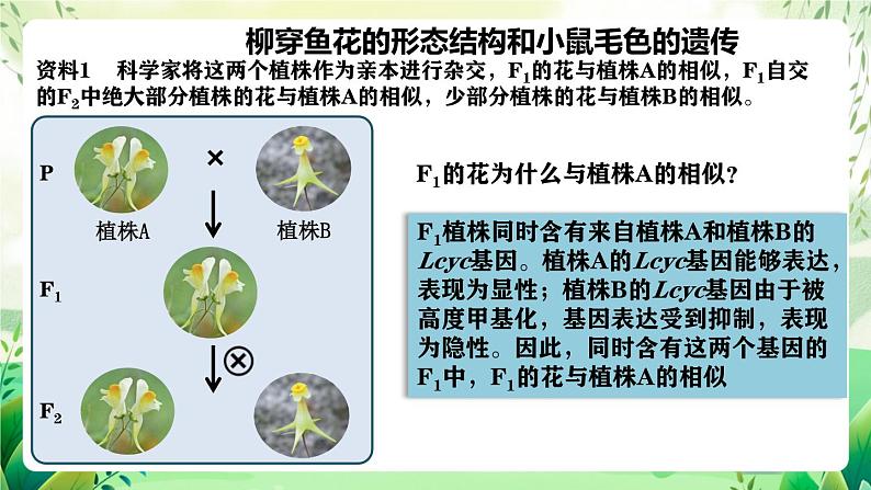 人教版高中生物必修二4.2《基因表达与性状的关系》（第2课时）（教学课件）第6页