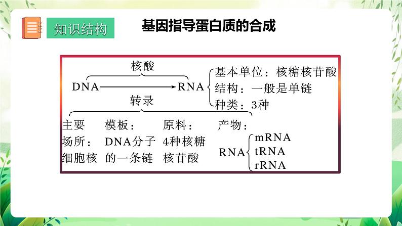 人教版高中生物必修二第4章《基因的表达》（单元复习课件）第2页