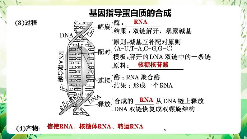 人教版高中生物必修二第4章《基因的表达》（单元复习课件）第8页