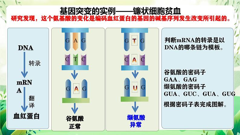 人教版高中生物必修二5.1《基因突变和基因重组》（第1课时）（教学课件）第8页