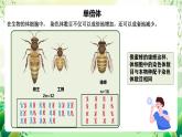 人教版高中生物必修二5.2《染色体变异》（第2课时）课件+教案+分层练习+导学案
