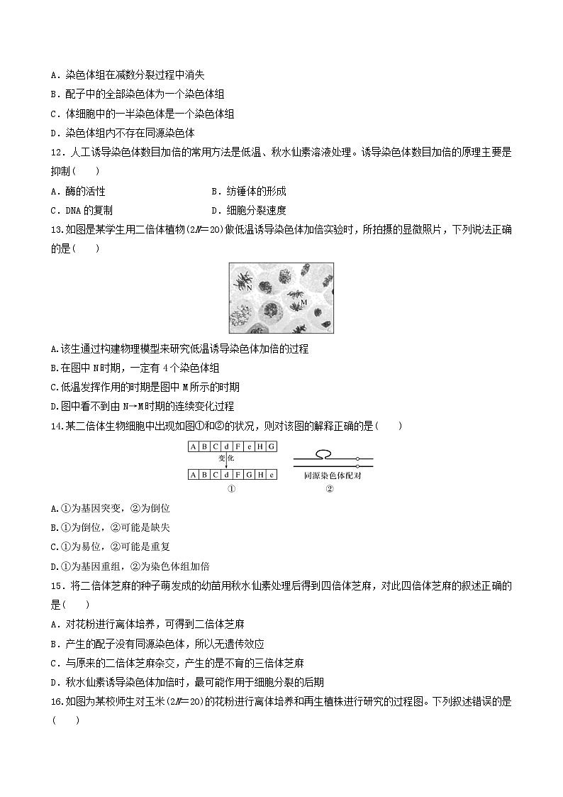 人教版高中生物必修二第5章《基因突变及其他变异》（单元检测）（原卷版）第3页