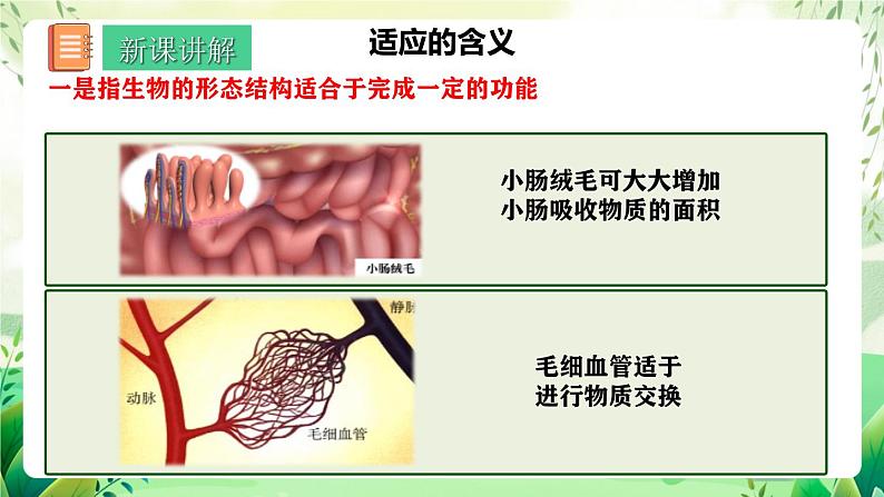 人教版高中生物必修二6.2《自然选择与适应的形成》（教学课件）第6页