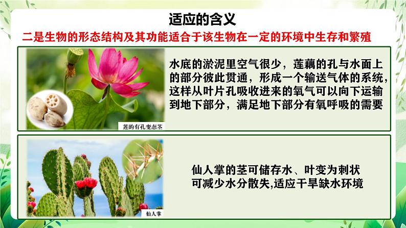 人教版高中生物必修二6.2《自然选择与适应的形成》（教学课件）第8页