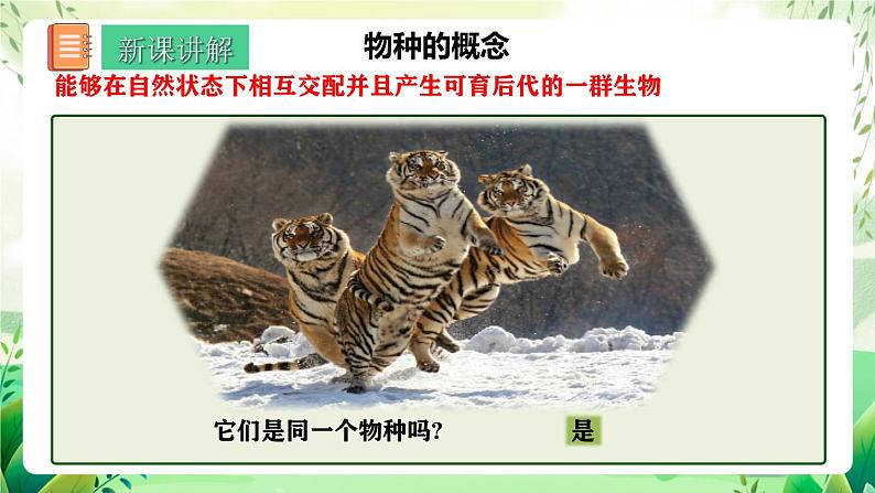 人教版高中生物必修二6.3.2《隔离在物种形成中的作用》（教学课件）第4页