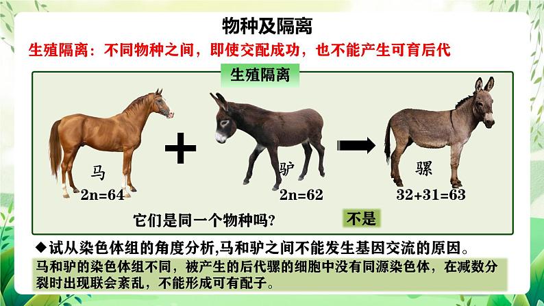 人教版高中生物必修二6.3.2《隔离在物种形成中的作用》（教学课件）第6页