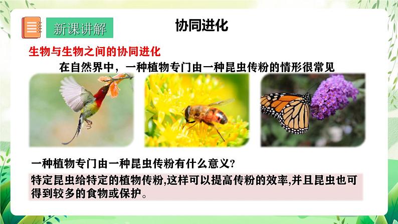 人教版高中生物必修二6.4《协同进化与生物多样性的形成》（教学课件）第5页