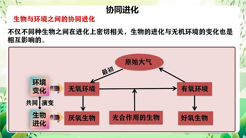 人教版高中生物必修二6.4《协同进化与生物多样性的形成》（教学课件）第8页