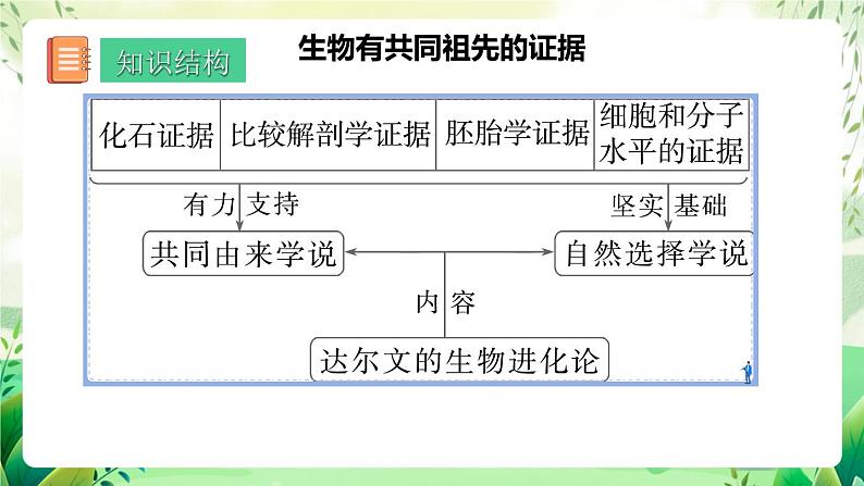 人教版高中生物必修二第6章《生物的进化》（单元复习课件）第2页