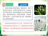 人教版高中生物選擇性必修三2.1《植物細(xì)胞工程》（第1課時(shí)）課件+教案+分層練習(xí)+導(dǎo)學(xué)案