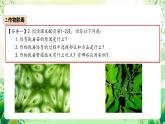 人教版高中生物选择性必修三2.1《植物细胞工程》（第2课时）课件+教案+分层练习+导学案