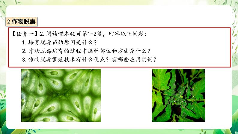 人教版高中生物选择性必修三2.1《植物细胞工程》（第2课时）（教学课件）第5页