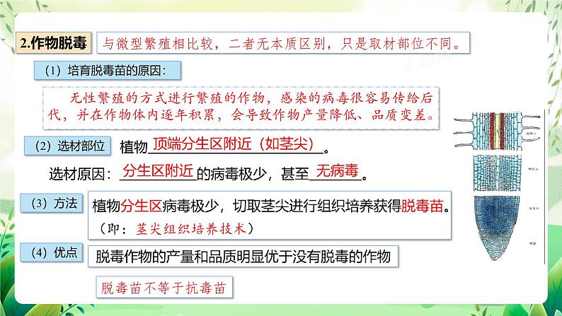 人教版高中生物选择性必修三2.1《植物细胞工程》（第2课时）（教学课件）第6页