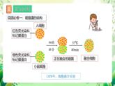 人教版高中生物选择性必修三2.2《动物细胞工程》（第2课时）课件+教案+分层练习+导学案