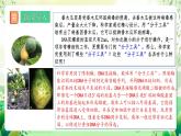 人教版高中生物选择性必修三3.1《重组DNA技术的基本工具》课件+教案+分层练习+导学案