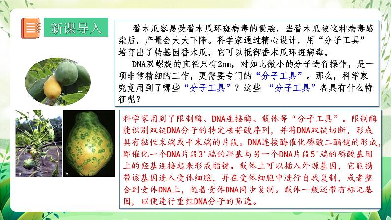 人教版高中生物选择性必修三3.1《重组DNA技术的基本工具》（教学课件）第2页