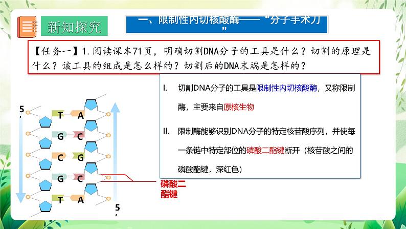 人教版高中生物选择性必修三3.1《重组DNA技术的基本工具》（教学课件）第4页