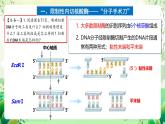 人教版高中生物选择性必修三3.1《重组DNA技术的基本工具》课件+教案+分层练习+导学案