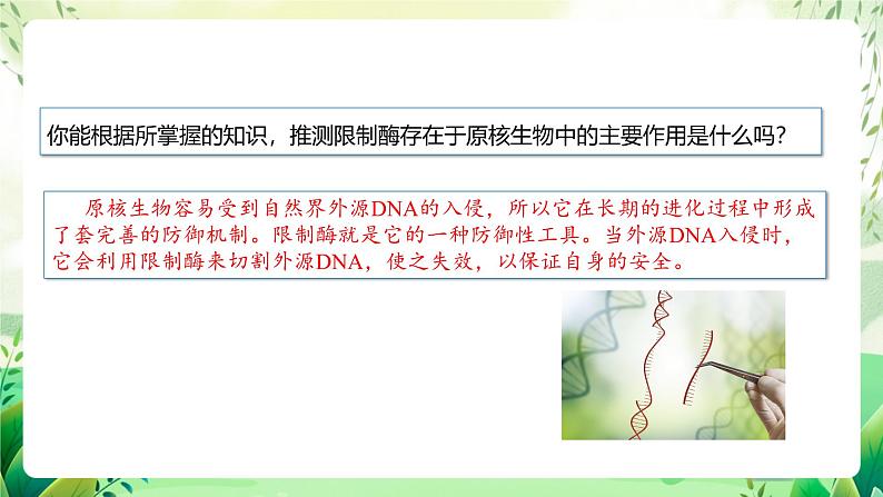 人教版高中生物选择性必修三3.1《重组DNA技术的基本工具》（教学课件）第7页