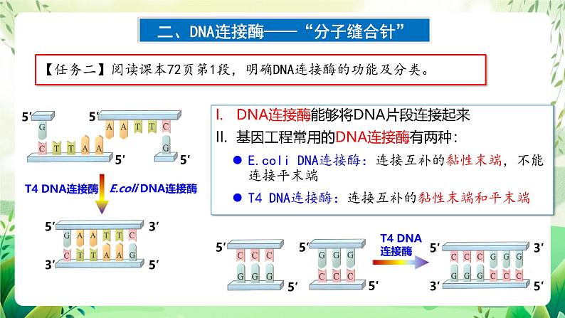 人教版高中生物选择性必修三3.1《重组DNA技术的基本工具》（教学课件）第8页