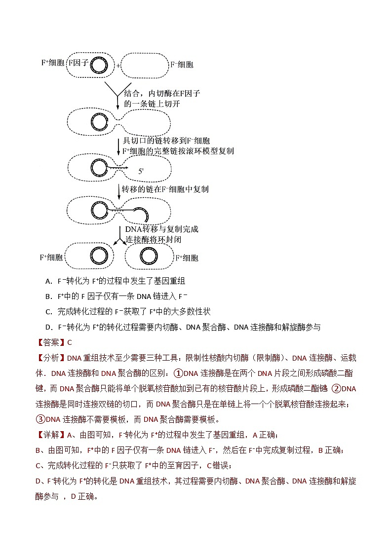 人教版高中生物选择性必修三3.1《重组DNA技术的基本工具》（分层作业）（解析版）第2页