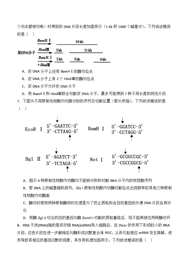 人教版高中生物选择性必修三3.1《重组DNA技术的基本工具》（分层作业）（原卷版）第3页